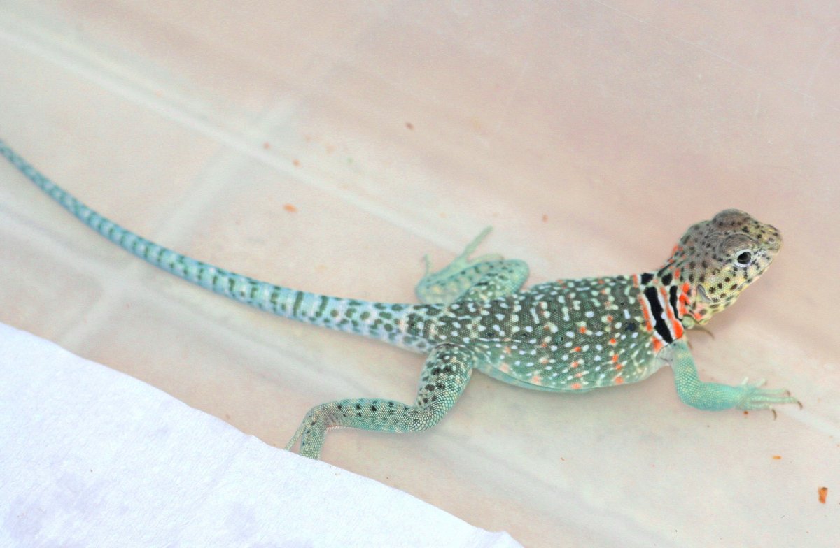 Another 2010 aqua boy