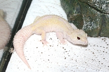 Snomora * female snow raptor
