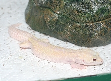 Snomora * Female Snow raptor