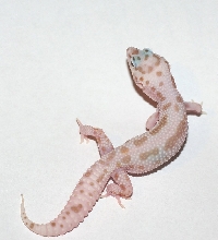 Mack Snow Albino Enigma* Hatched in  7/26/ 2010