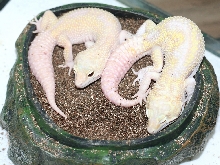 Snow  raptor pair