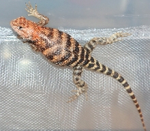 Stunning female orange head spiny