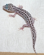 Super snow baby hatched april 2011