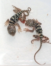 Twins  hatching  june 25th 2011