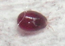Stinking Mite