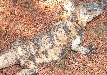 Dapple piebald chuckwalla (S. varius)