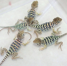 Aquaflame kids   5 days old