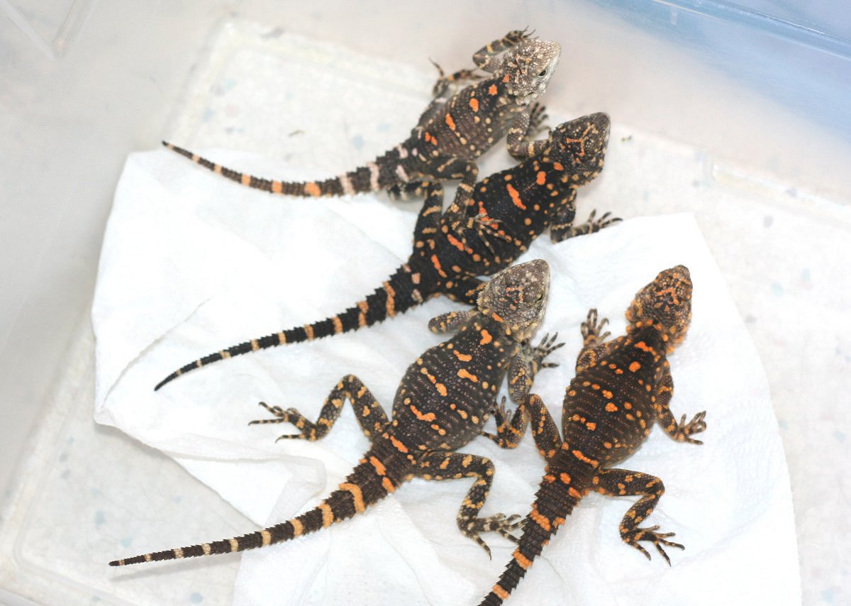 Stellio picea * orange spotted  agama group