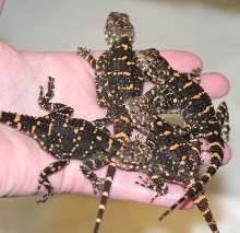 A handful Of Picea Orange spotted agama