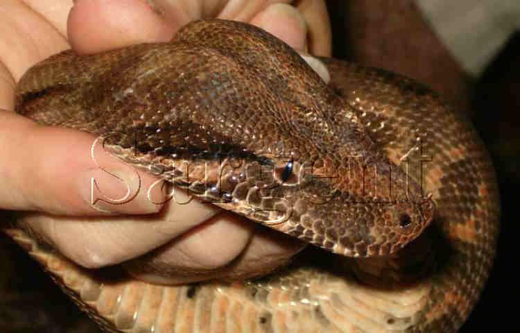 boa
