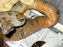 Hondo mainland male