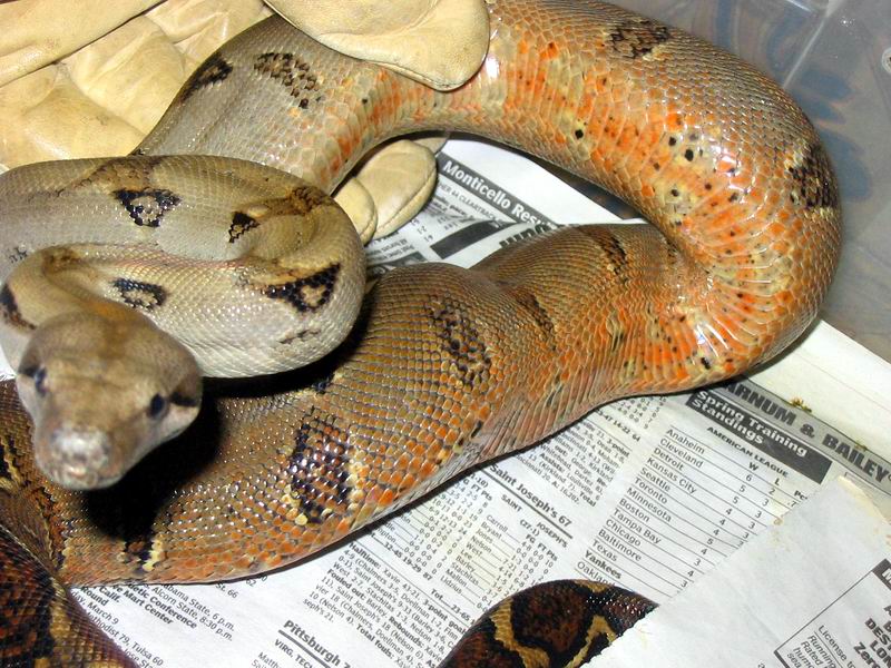 Hondo mainland male