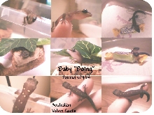 Australian Velvet Gecko Hatching