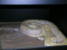 Albino
