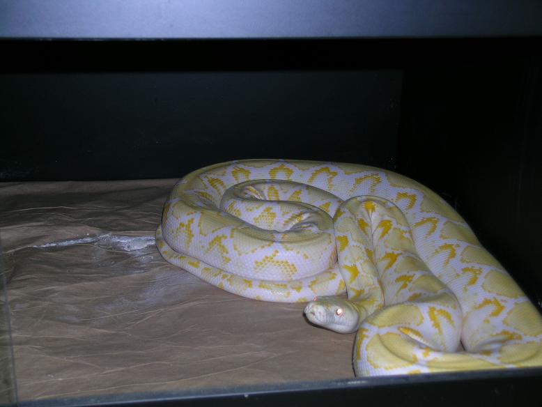 Albino