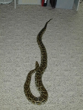after shed