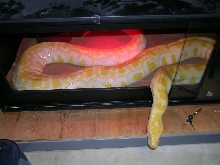 Female burm