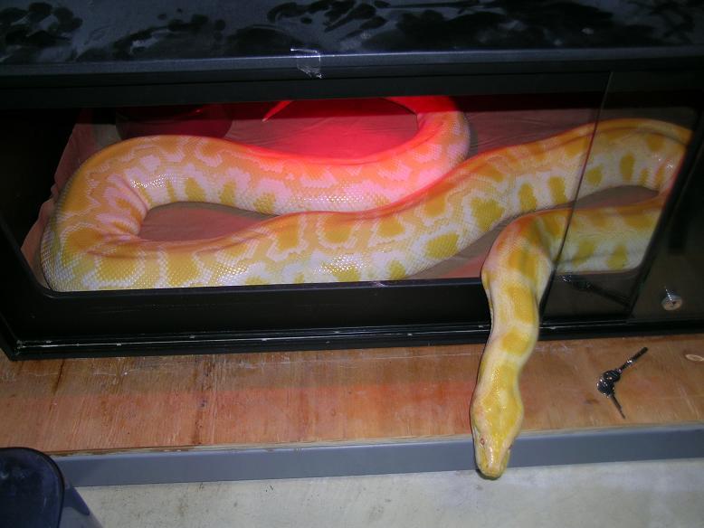 Female burm