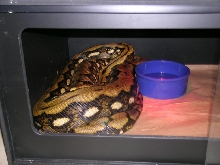 Tiger het