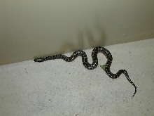 female conda