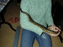 anaconda
