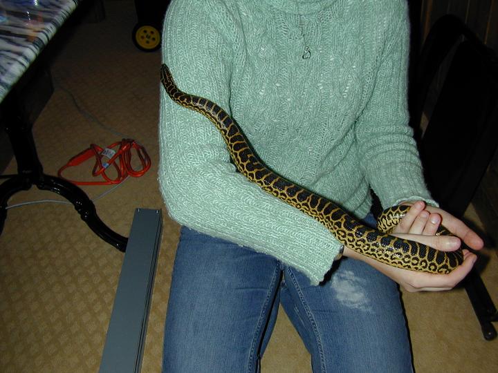 anaconda