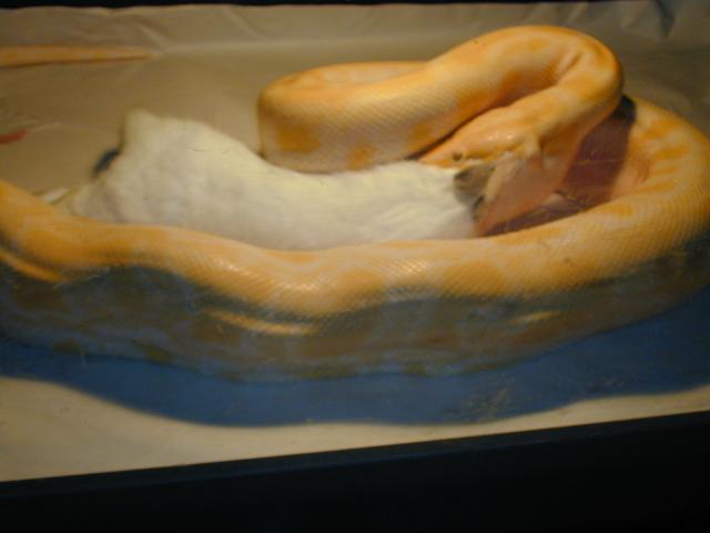 feed1