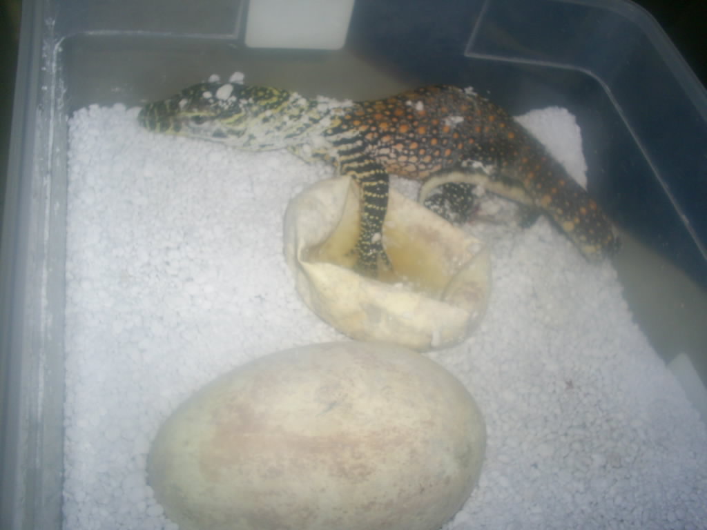 Komodo baby hatching