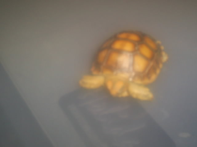pumpkin head sulcata