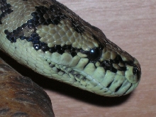 Wilton head shot!