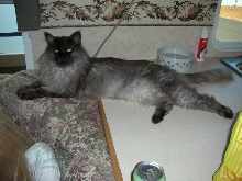 Ashy on Counter in RV