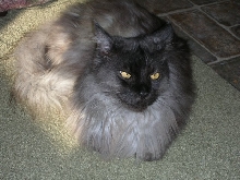 Ash Laying on the Floor