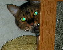 Zade playing PeekaBoo