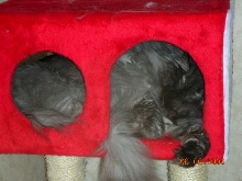 Ash in the little cat tree box