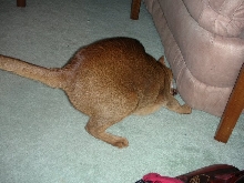 Tare lookin fur you