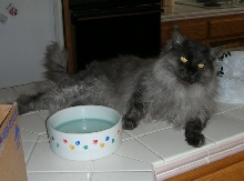 Ash with his water dish
