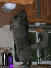 Ash luks fur treats