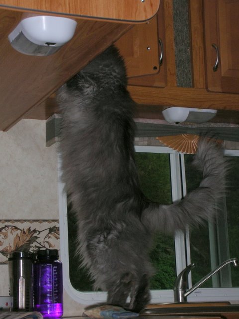 Ash luks fur treats