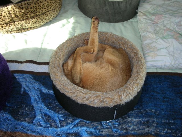 Tare sleeping