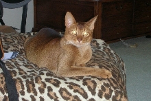 Mr. Elegant