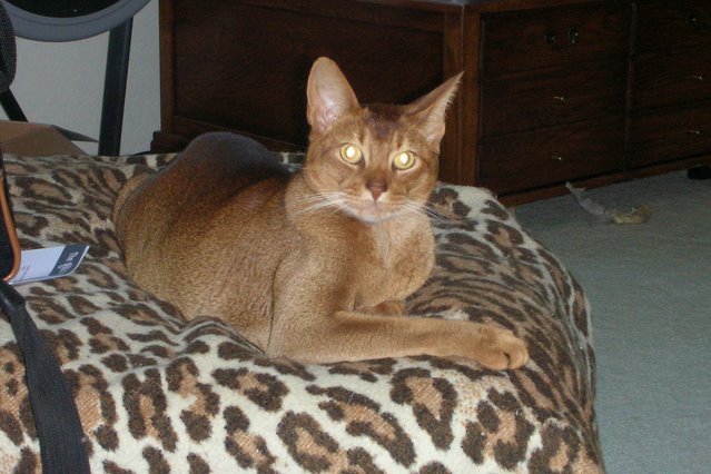 Mr. Elegant