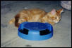 Shadow Playing