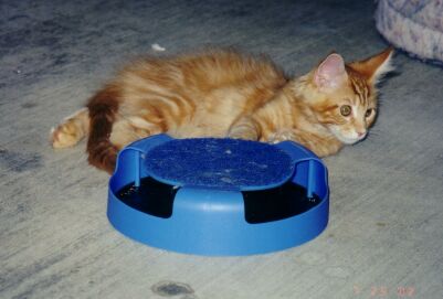 Shadow Playing