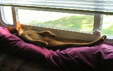 Tare stretchin out