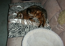 Zade on Blanky