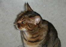 Zade Profile