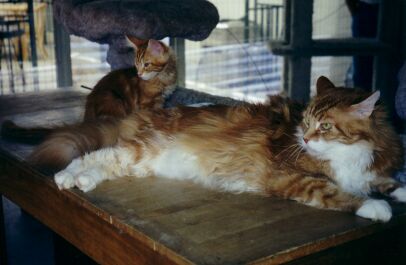 Shadow with Big Half Brother