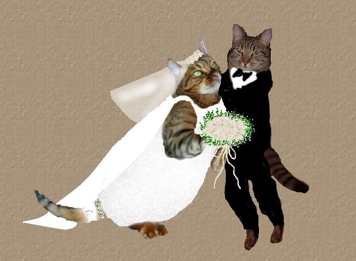 Zade & Justin's Wedding Portrait