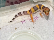 stripes 3 wks old