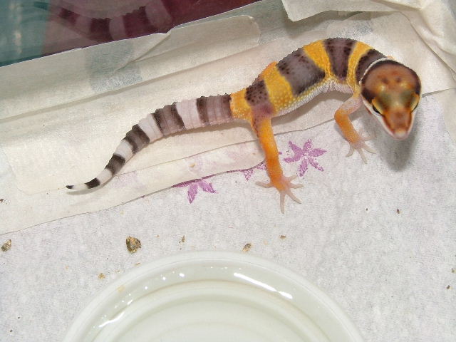 stripes 3 wks old